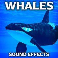 Sound Ideas - Whales Sound Effects