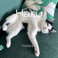 Forest - Haru