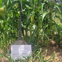 Brian Stitt - Organic and Gluten Free