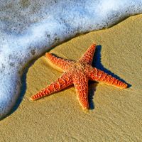 Ocean Sounds Collection, ohm waves and Sea Waves Sounds - ! ! A Star Along The Beach ! !