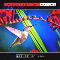 Nature Sounds - Collection of Nature