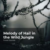 Forest Sounds, Ambient Forest, Rainforest Sounds - Melody of Hail in the Wild Jungle