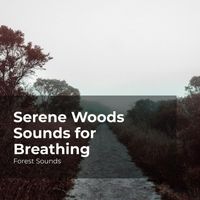 Forest Sounds, Ambient Forest, Rainforest Sounds - Serene Woods Sounds for Breathing