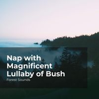 Forest Sounds, Ambient Forest, Rainforest Sounds - Nap with Magnificent Lullaby of Bush