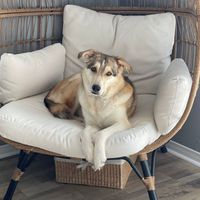 Kentucky - Dog Dreams