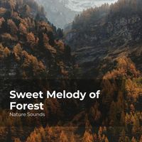 Nature Sounds, Sleep Sounds of Nature, Nature Sounds Nature Music - Sweet Melody of Forest