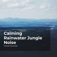 Forest Sounds, Ambient Forest, Rainforest Sounds - Calming Rainwater Jungle Noise