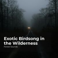 Forest Sounds, Ambient Forest, Rainforest Sounds - Exotic Birdsong in the Wilderness