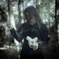 Ulmus - light/darkness