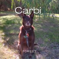 Forest - Carbi