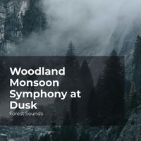 Forest Sounds, Ambient Forest, Rainforest Sounds - Woodland Monsoon Symphony at Dusk
