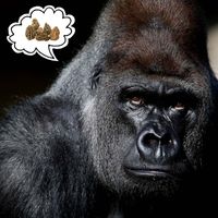 Bibi - Morilles pour Gorilles