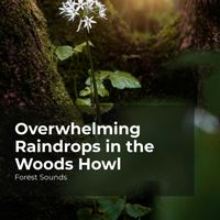 Forest Sounds, Ambient Forest, Rainforest Sounds - Overwhelming Raindrops in the Woods Howl
