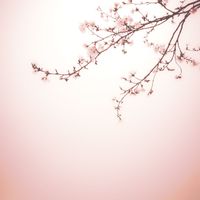 Sense - Sakura