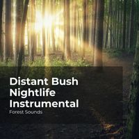 Forest Sounds, Ambient Forest, Rainforest Sounds - Distant Bush Nightlife Instrumental