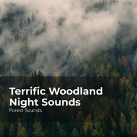 Forest Sounds, Ambient Forest, Rainforest Sounds - Terrific Woodland Night Sounds