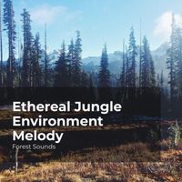 Forest Sounds, Ambient Forest, Rainforest Sounds - Ethereal Jungle Environment Melody