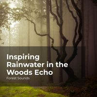 Forest Sounds, Ambient Forest, Rainforest Sounds - Inspiring Rainwater in the Woods Echo