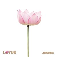 Anuhea - Lotus