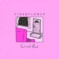 Strawflower - Burned Blue