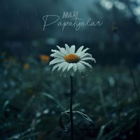 Milat - Papatyalar