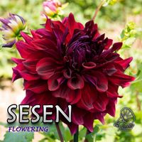 SESEN - Flowering