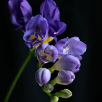 Soothing Buzz and Satno - Freesia