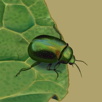 Kuba - Bugs