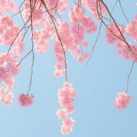 말벗 - 벚꽃, 4월