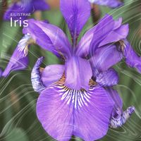 Eilistrae - Iris