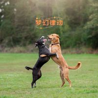 狗狗音乐 - 梦幻律动