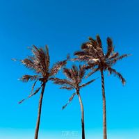 Izrael - Palm Trees