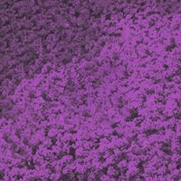 Roca Bruja - Gracias por las violetas (Bonus)
