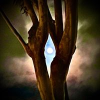 Angel - Moonlit Tree