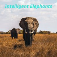 Armide Tuor - Intelligent Elephants