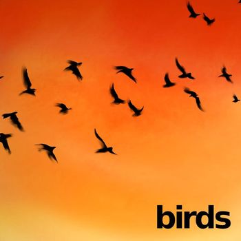 Senpai - Birds