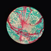 Ivy Lab - Jet Lag