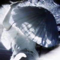 Xenia - APNEA