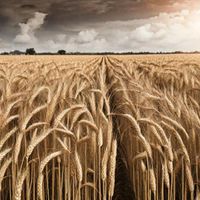 Wheat - Aid