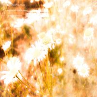 blossom - Violet, dandelion and chamomile