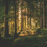 Fillo - Forest