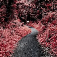 Martin B - The Forest of Misery and Love