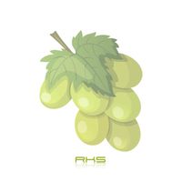 Roska - Green Grape