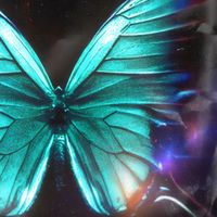 Idilia - Totes Teves