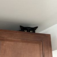 Cast - Cat (Explicit)