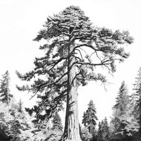 Berlin - Redwoods