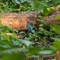 Kike - Why Would You