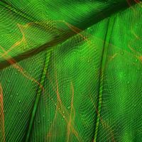 Chlorophyll - A State of Flow (Theta)