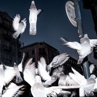 Yakuza - Penha