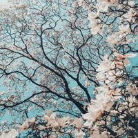 Instrumental King - Nature's Serenity